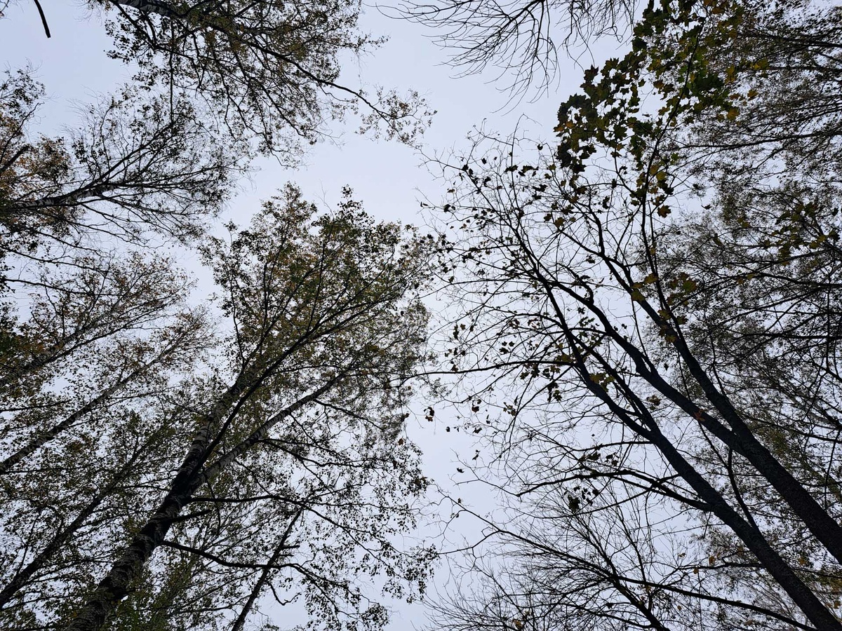 Выпадет до 17-22 миллиметров осадков.  Фото: Фото: ФедералПресс / Вера Романескул