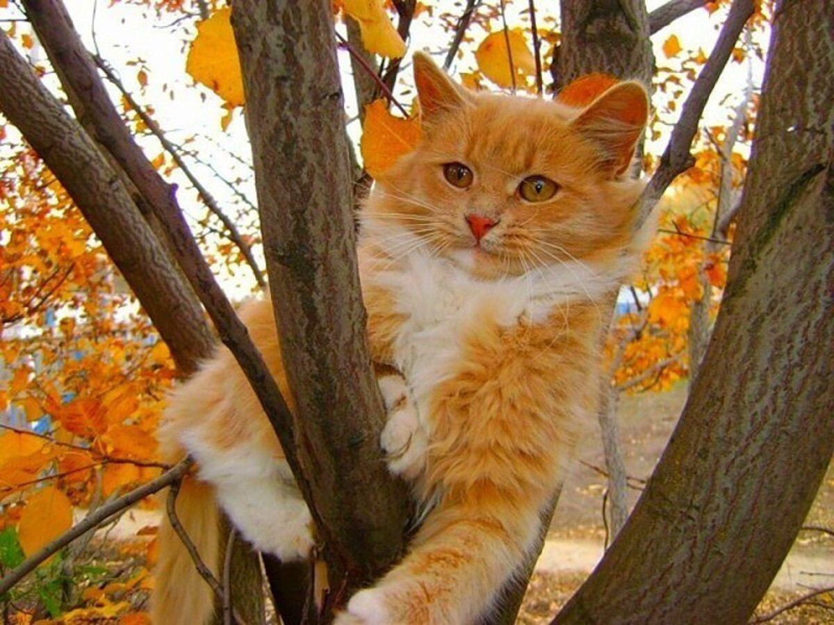 #Астропрогноз на 13-19 октября 2025. Ключевые аспекты дня