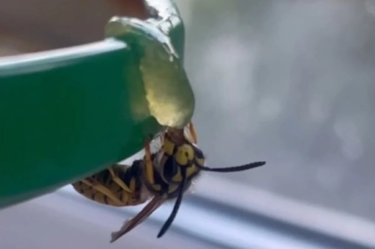    Рязанцы активно покупают продукты на ярмарках выходного дня