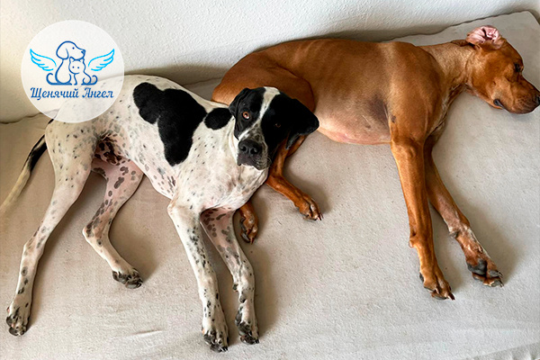 Наш подопечный Лорд в новой семье, где уже жил еще один четвероногий товарищ. Хвостики быстро нашли общий язык и стали дружить