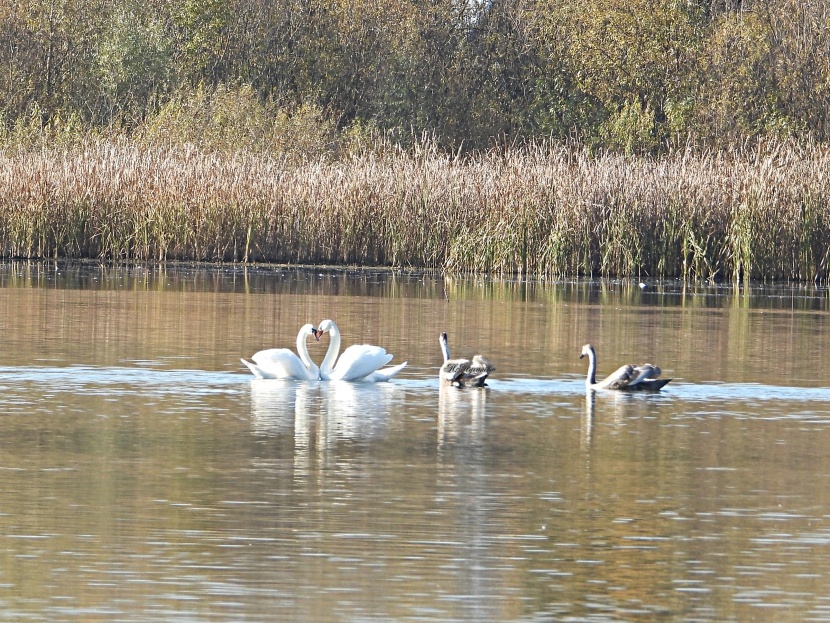 Лебеди-шипуны на озере