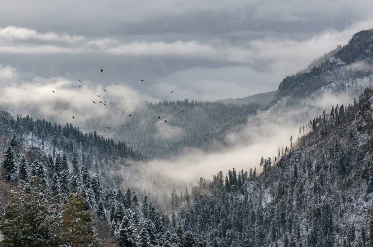    Фото: пресс-служба Кавказского заповедника
