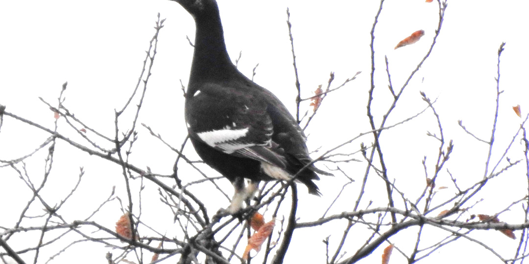 Тетерева на верхушках берез