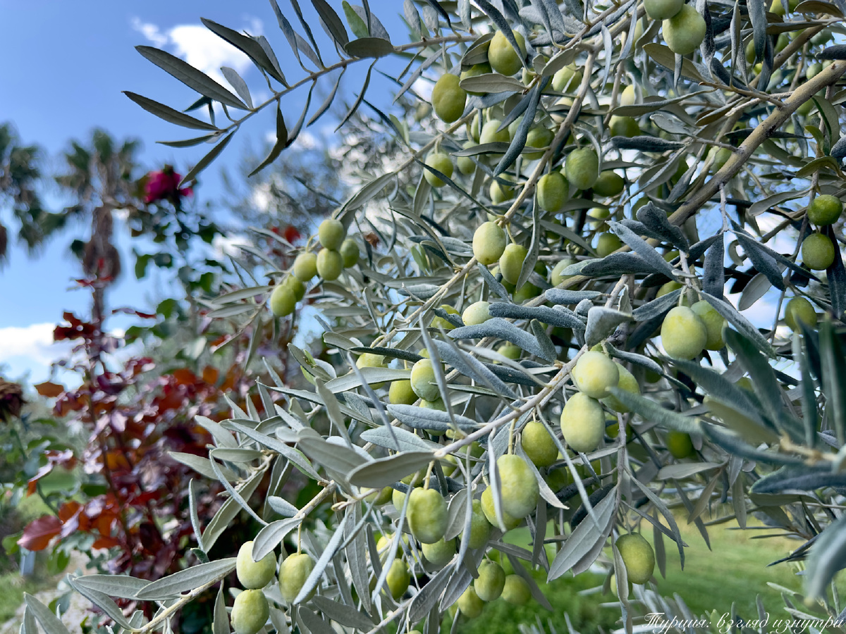 Оливка — символ мира, долголетия и плодородия