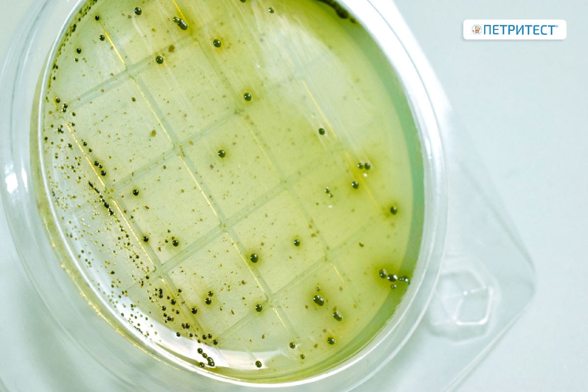 Рост Salmonella Typhimuriumна подложке Петритест