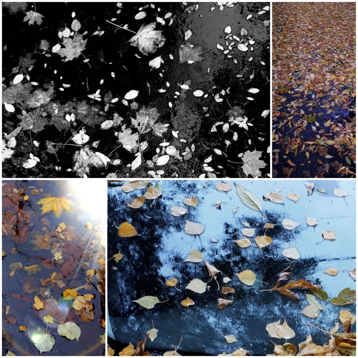 Коллаж автора статьи 13.10.2025г.