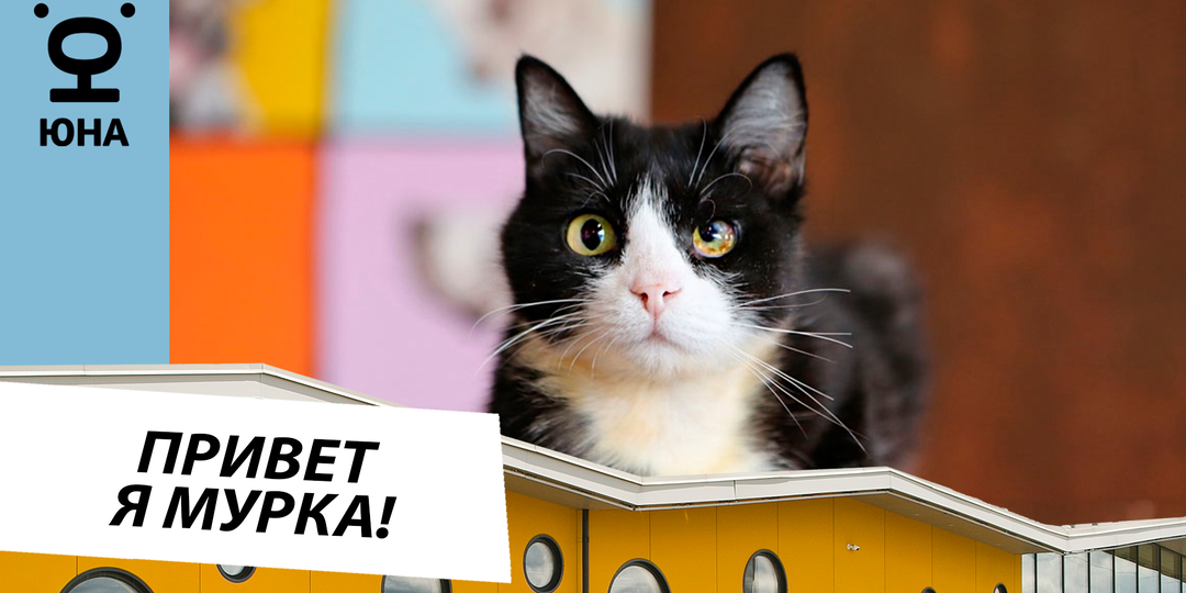 🐾 Мурка: Умная красавица с большим сердцем ищет дом! 🏡