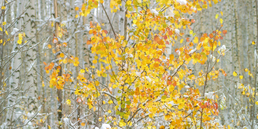 Что нельзя делать 15 октября, иначе можно привлечь бедность и несчастья: народные приметы на Куприянов день