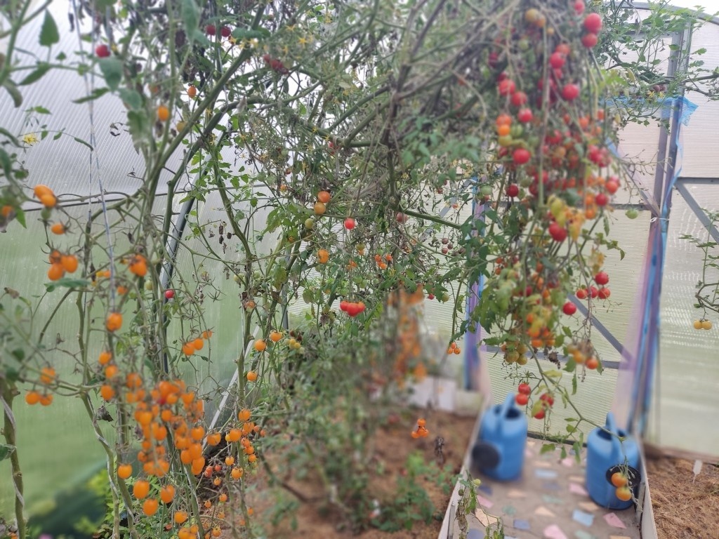 В октябре дел много... Убрать и помыть все теплицы. Сначала собрать там последний урожай...