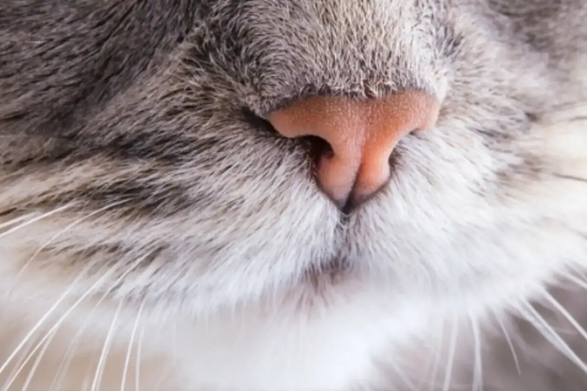    Какие ароматы, наоборот, привлекают наших усатых друзей, заставляя их мурлыкать от наслаждения? /pixabay