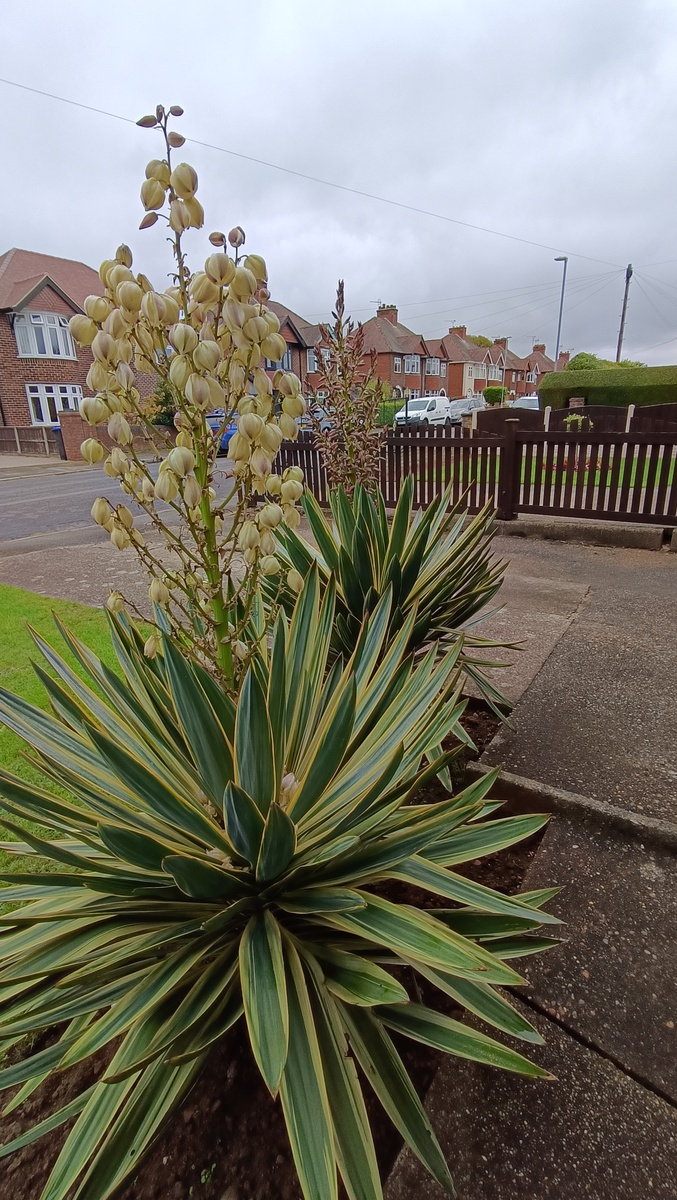 Юкки нашего палисадника - боюсь, что вторая уже не зацветет
