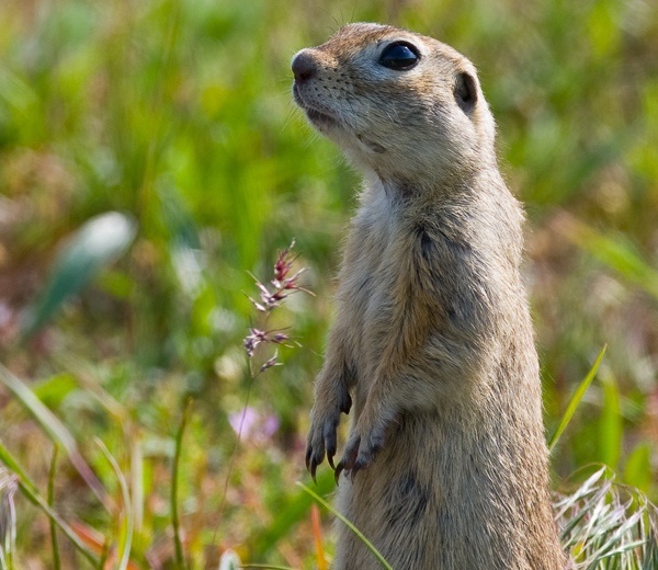 Тот самый момент, когда твой личный «сторож» на посту. Знакомьтесь, ваш будущий домашний любимец!