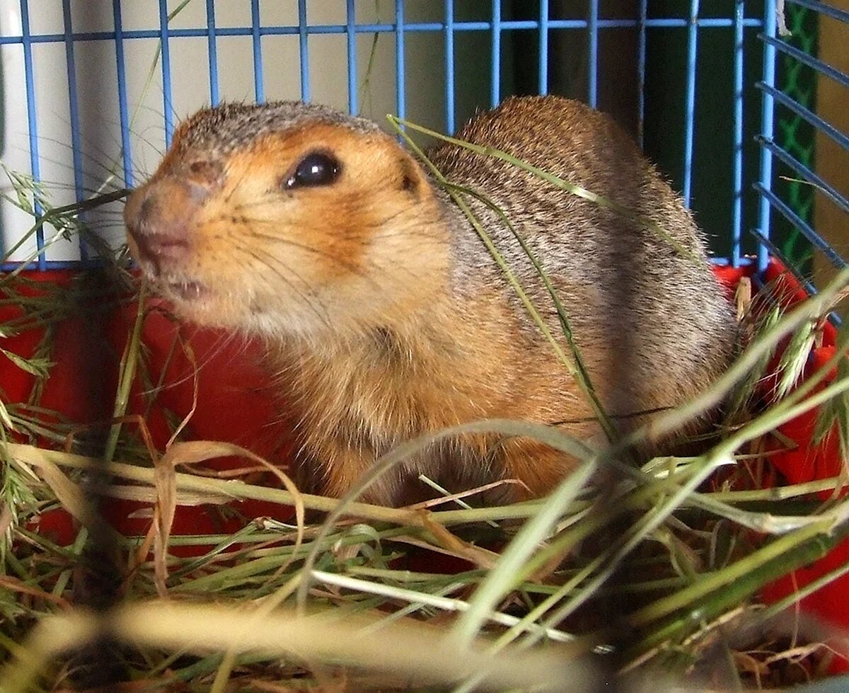 От бескрайних степей до вашей квартиры — этот малыш проделал большой путь, чтобы стать вашим другом.