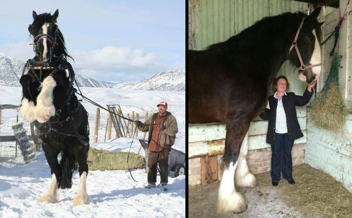 Для таких лошадей нужно не стойло, а полноценный гараж! 