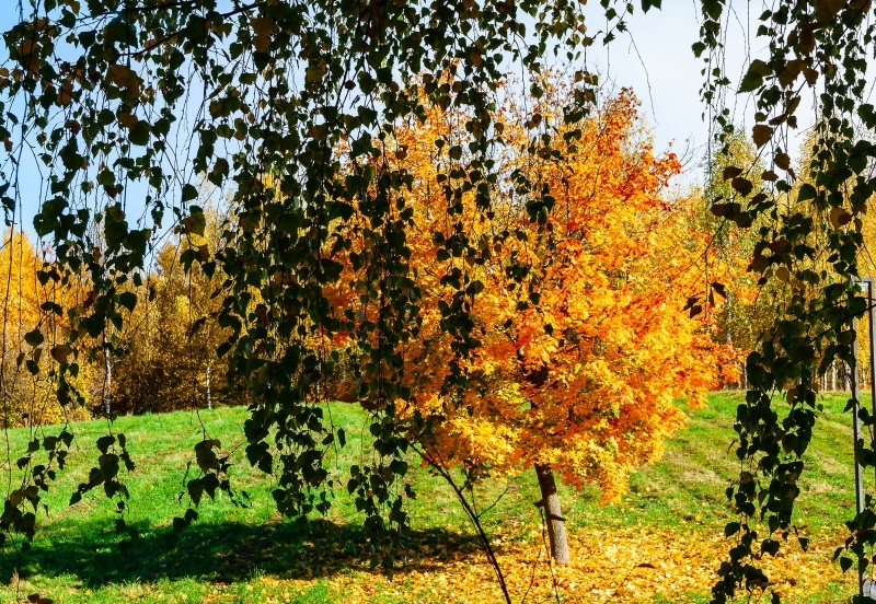    Фото: Roman Denisov/shutterstock