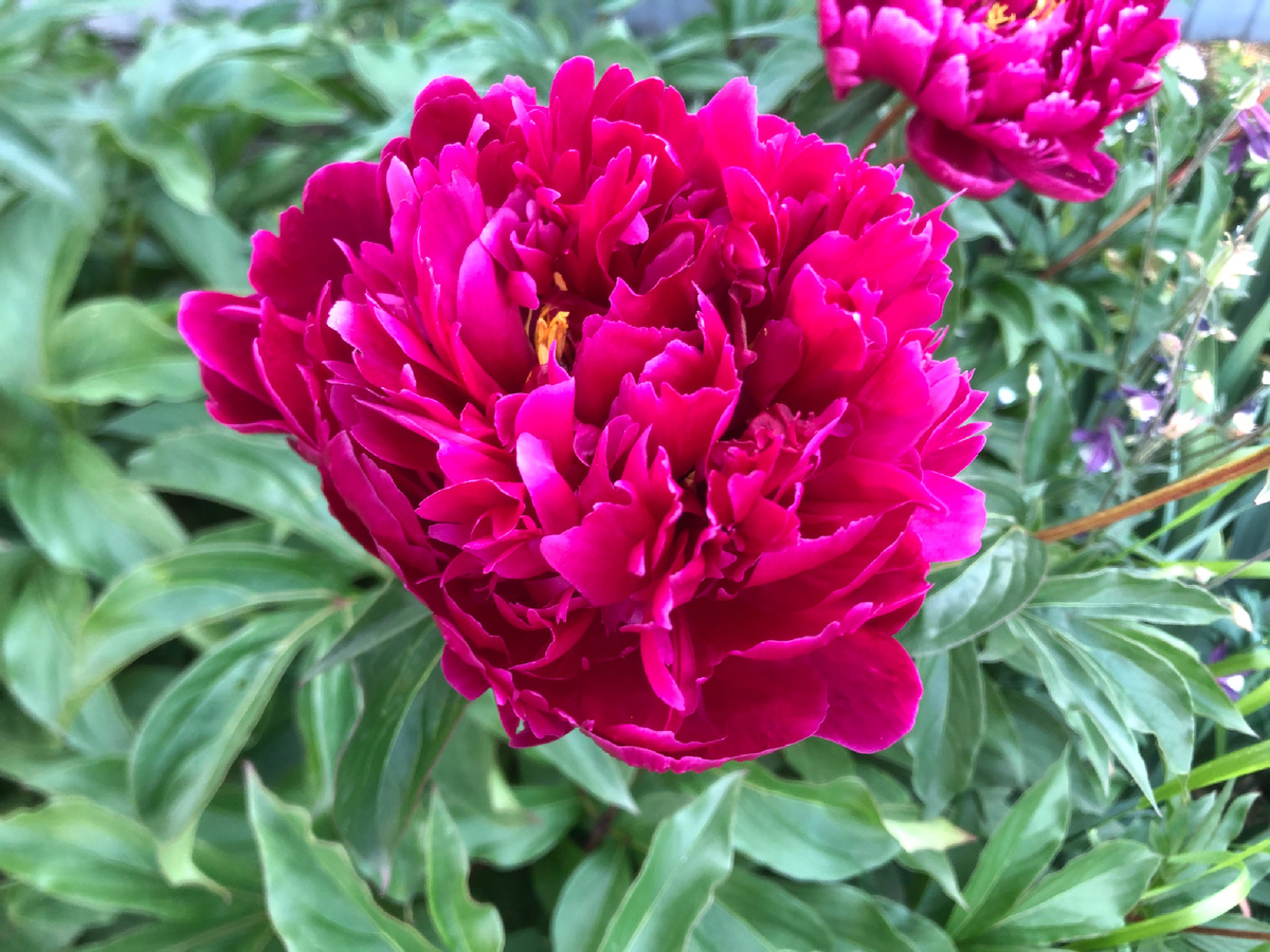 Еще недавно пионы были украшением клумбы. Фотоиллюстрации автор.