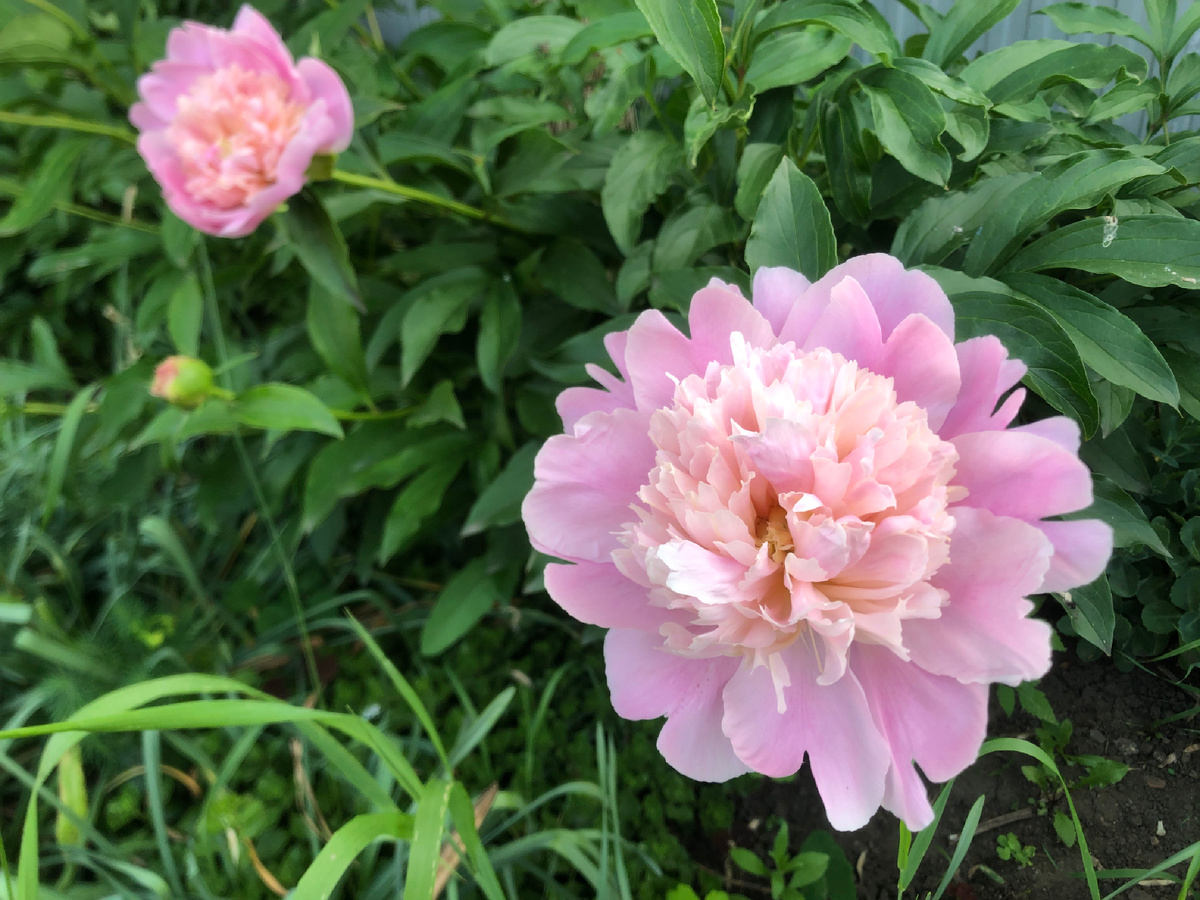 Розовый фламинго.