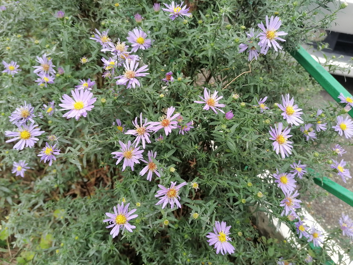 Осенние цветочки