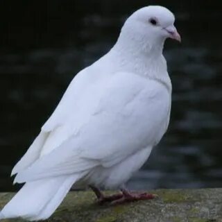 Фото из интернета. Голубка, уж очень похожая на Чулю.