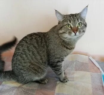 Фото из интернета. Простой, но добрый кот Вася и очень похож на настоящего Васю.