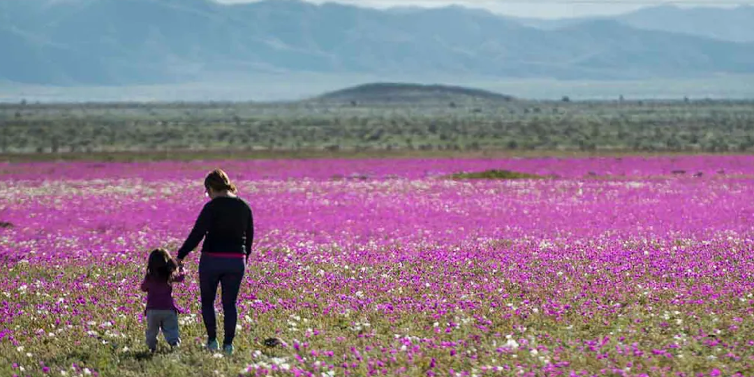 События планеты: пустыня Атакама зацвела, земля шевелится на глазах, аномальная молния сверкнула над Чёрным морем