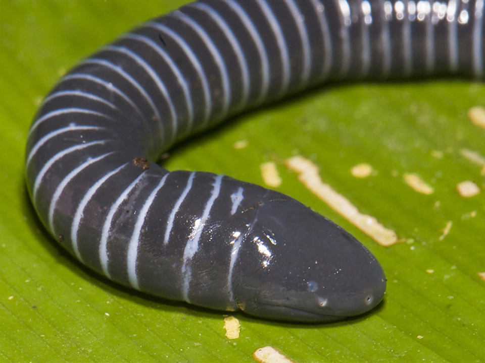 Не змея и не червь. Кто же скрывается в глубинах террариума?
