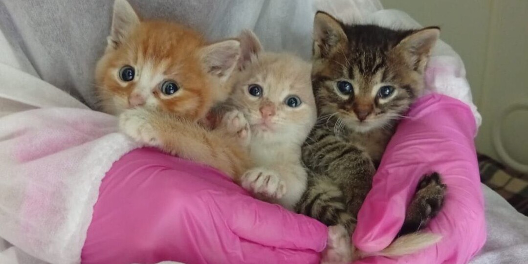 Маленькие котята в добрые руки! Москва, МО