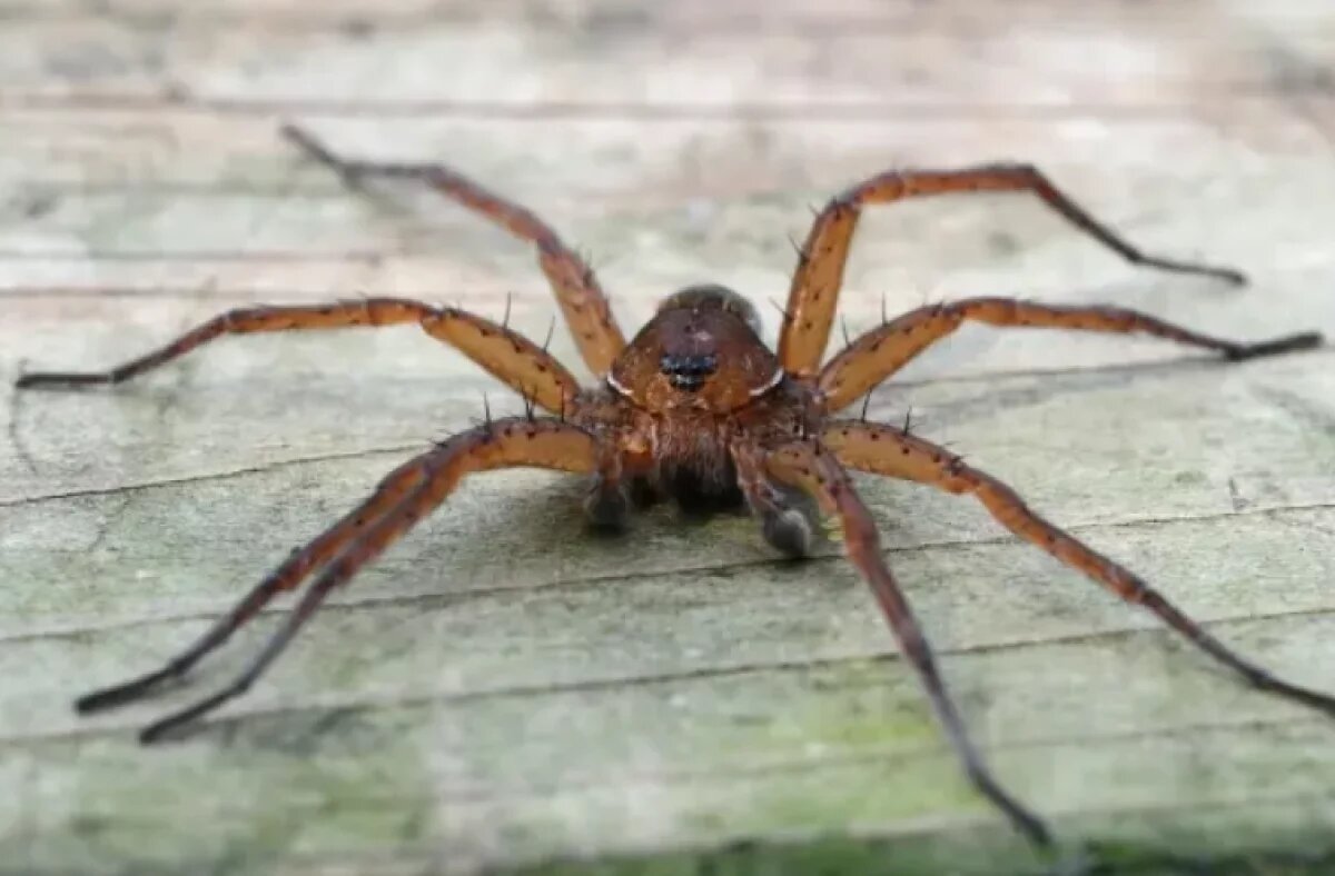    Живого паука достали из уха школьника в Бурятии