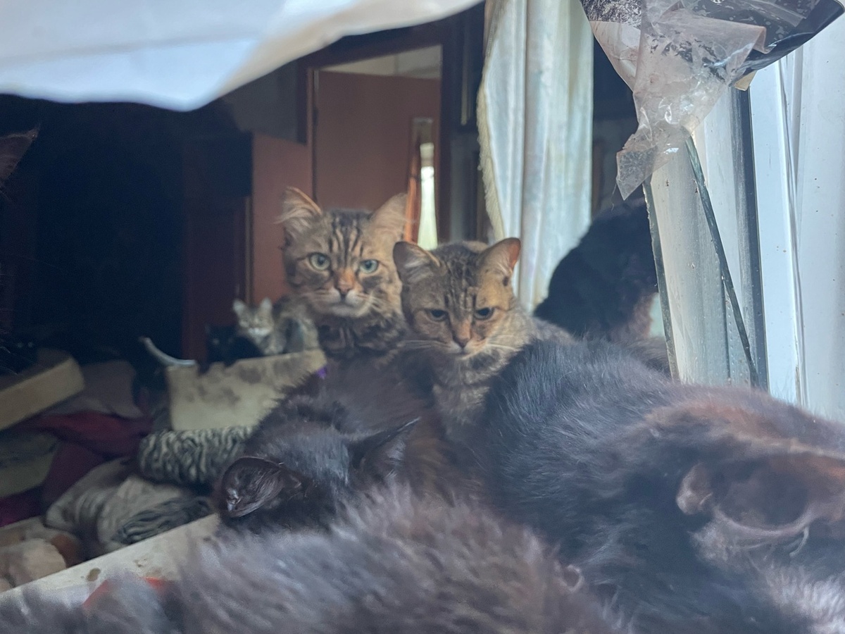 Полиция опечатала квартиру. Питомцы оказались в изоляции