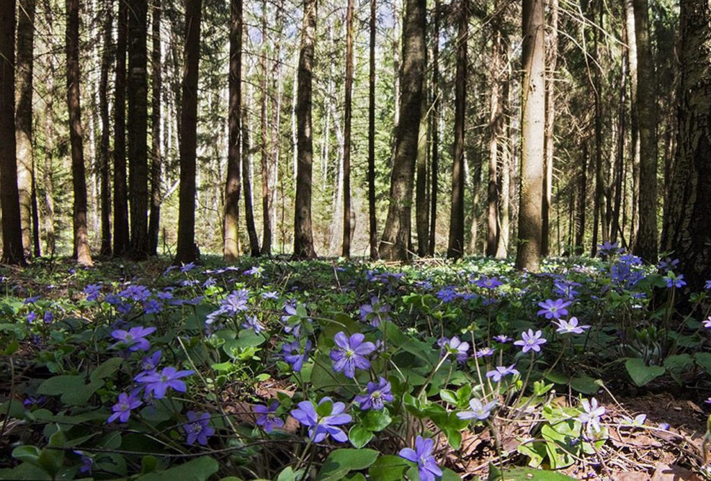    Фото: тверскаяобласть.рф