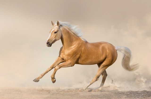 Психика здорового человека