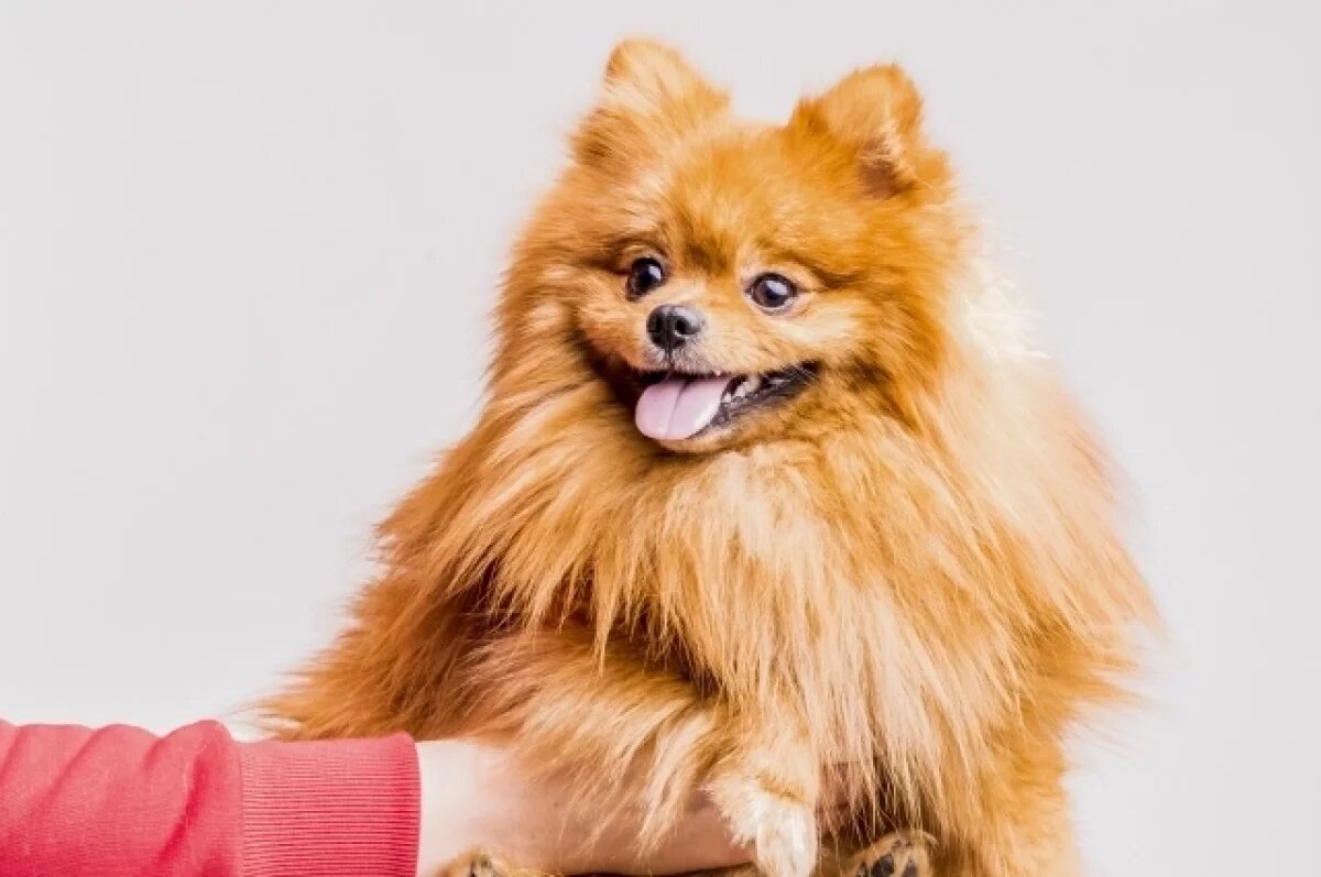    Хозяин не успел отобрать у питомца опасное лакомство.