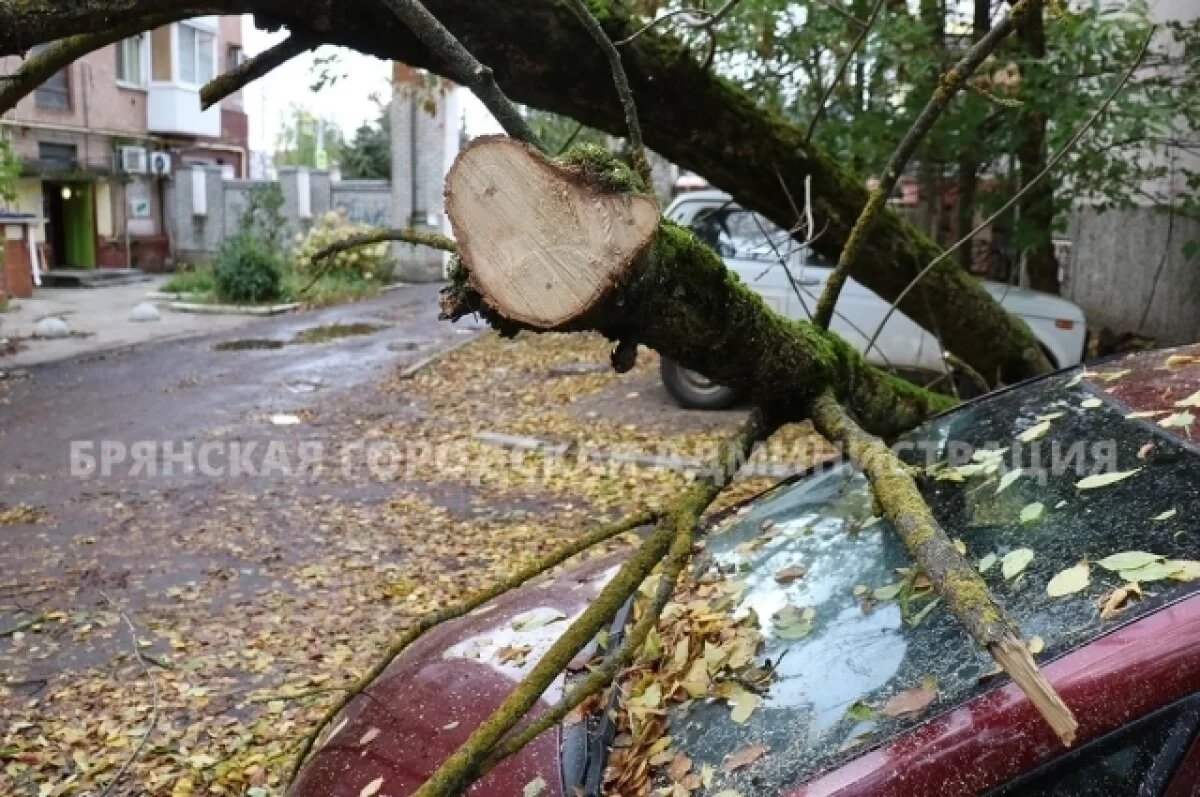    В Брянске упавшие из-за сильного ветра деревья повредили автомобили