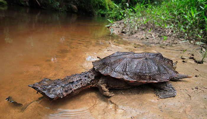 Взгляд из доисторических глубин: причудливые выросты на шее помогают мата-мате маскироваться и чувствовать вибрации воды.