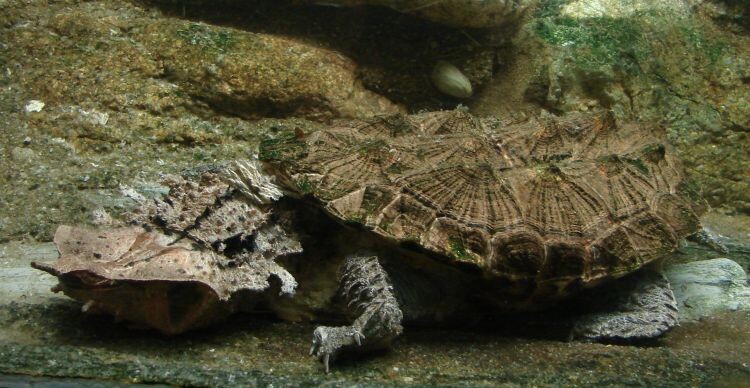 Идеальный камуфляж: отличить мата-мату от опавшей листвы и коряг на дне реки практически невозможно.