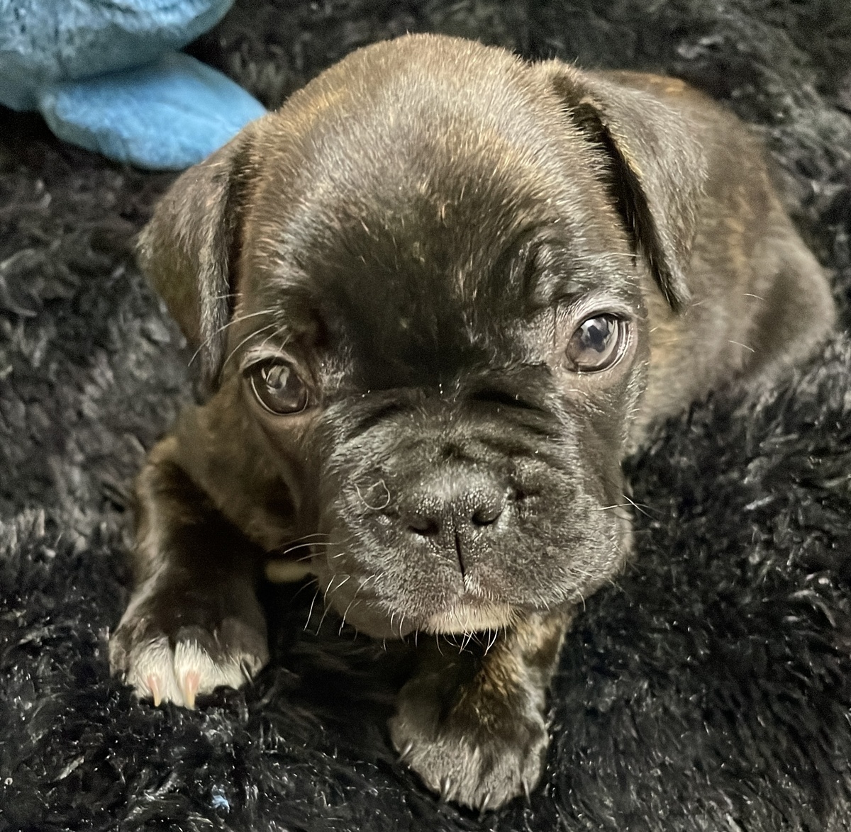 Двухкилограммовый генератор энергии и положительных эмоций.