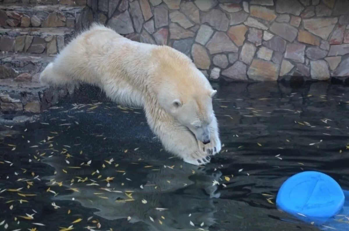    Белая медведица из Ленинградского зоопарка получила необычный подарок
