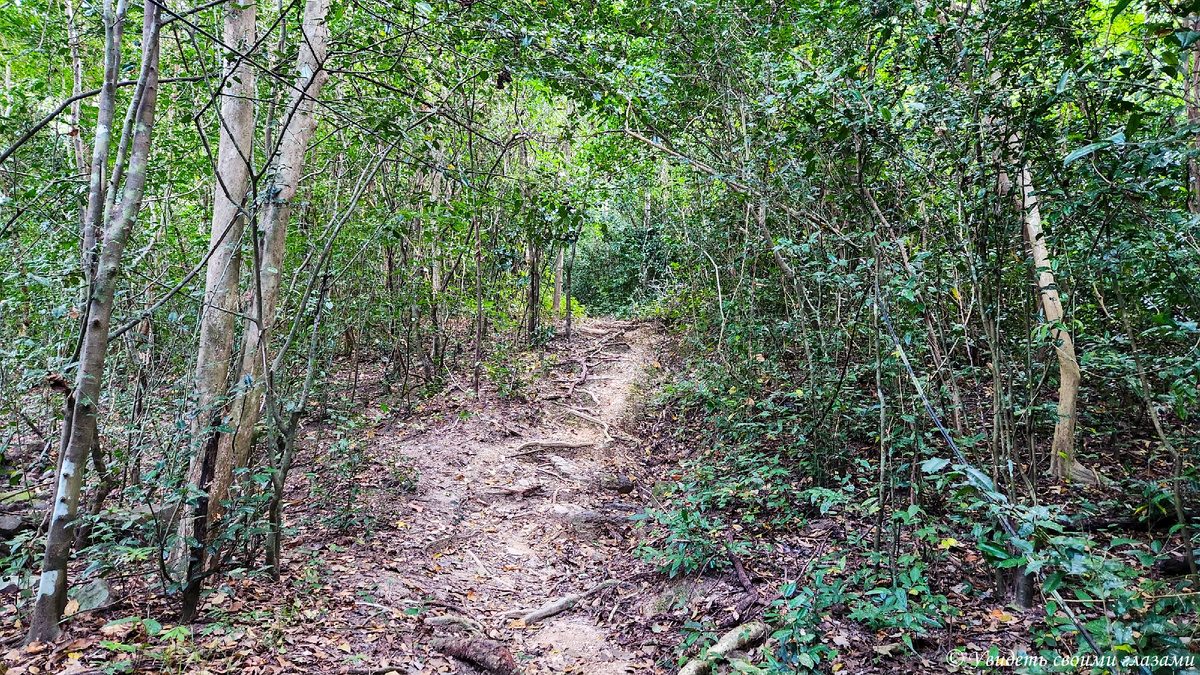 Тропинка в джунглях острова Пхи-Пхи Дон