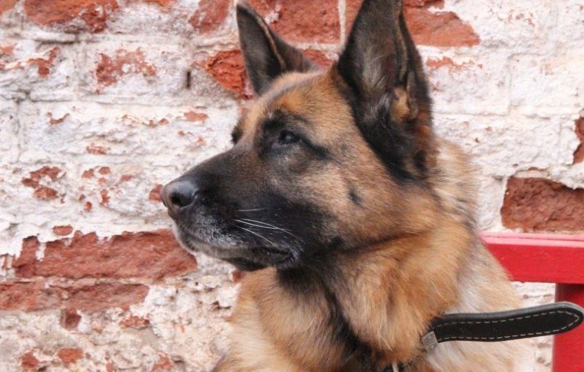 Вышла на пенсию и теперь хочет в семью: в Волгограде ищут дом для уникальной овчарки