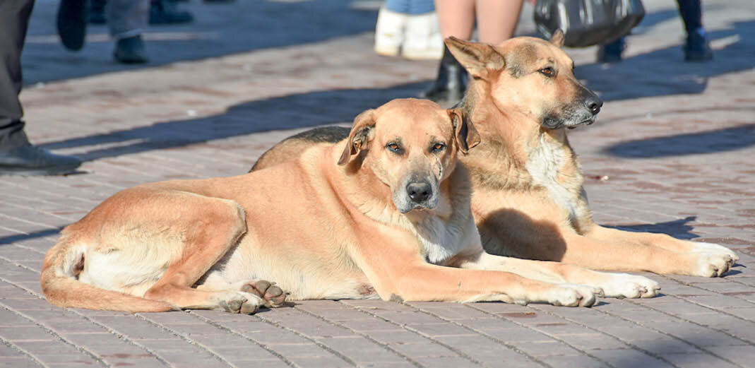 Фото: Михаил Гладчук