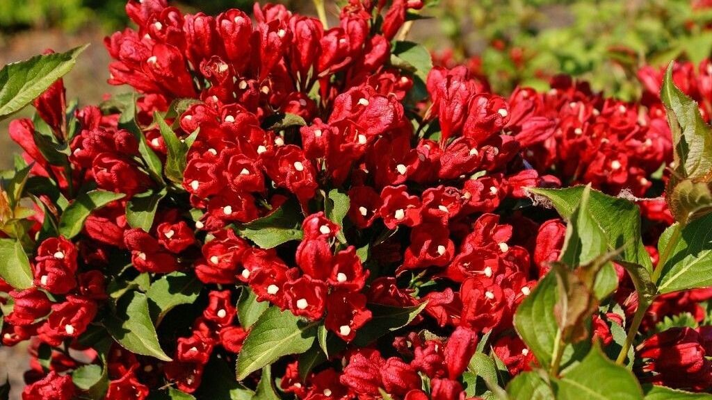 Вейгела Boklarob Magical 