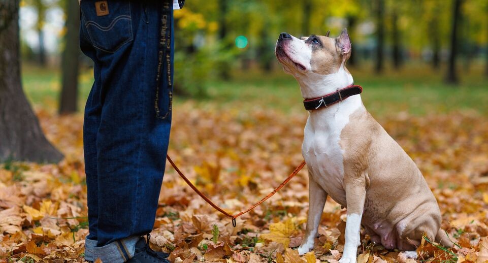    Осенняя прогулка с собакой в парке / Медиасток.рф