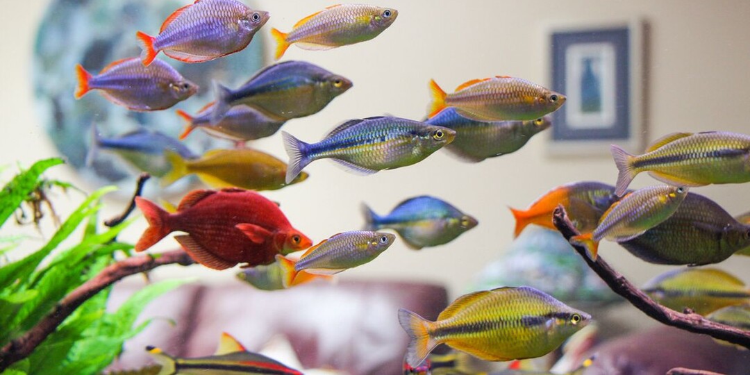 Кто имеет выбор, тот имеет мучение