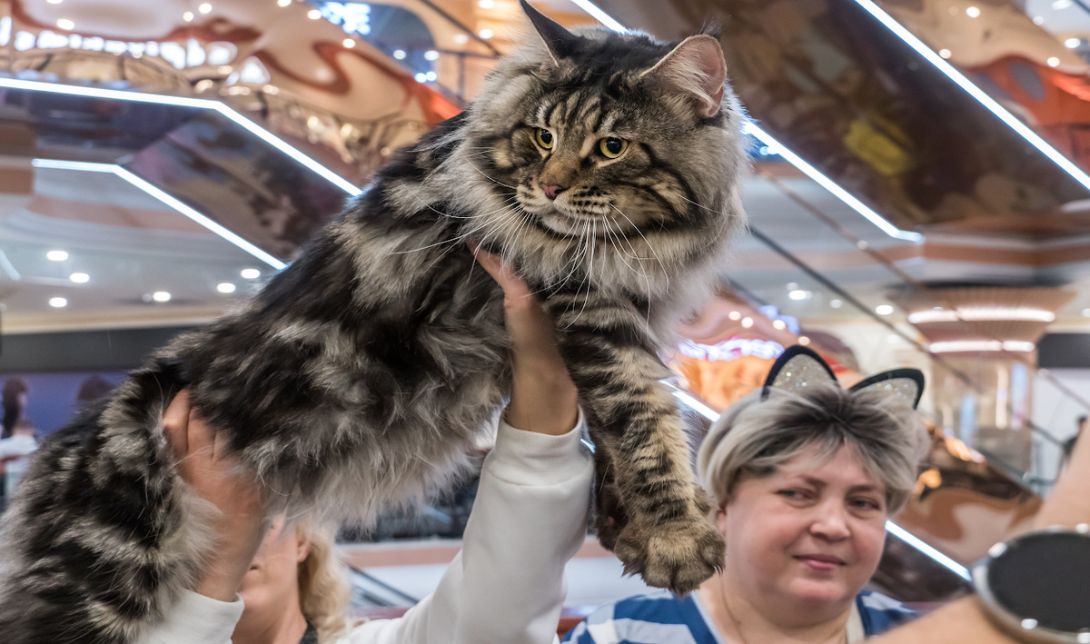 На выставке кошек WCF Cat Show 2025. Фото Андрея Кудряшова/«Фергана»
