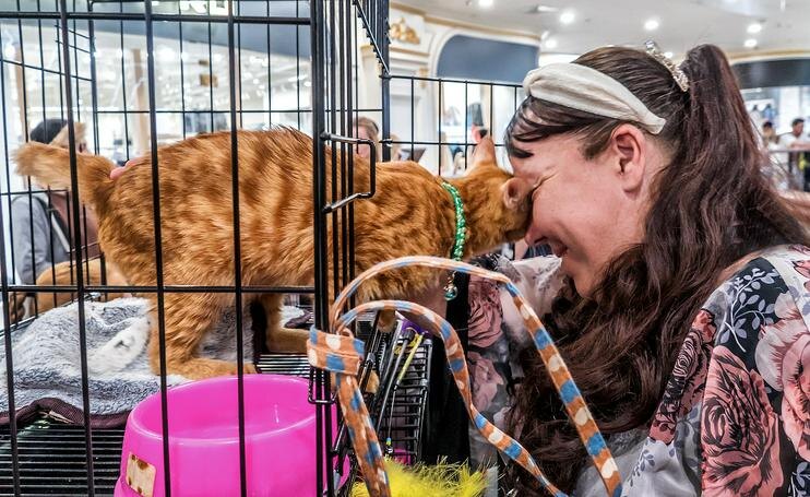 На выставке кошек WCF Cat Show 2025. Фото Андрея Кудряшова/«Фергана»