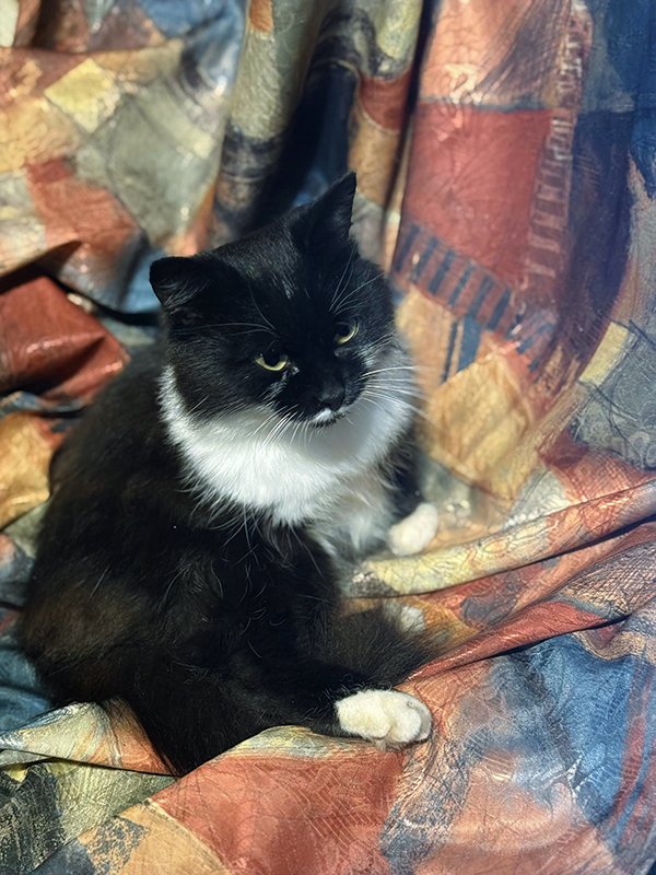 Нарекли Альсиной