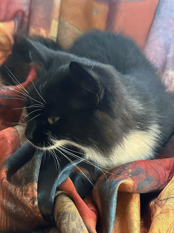 Дама невероятно ласковая и говорливая, а мурчит не хуже трактора