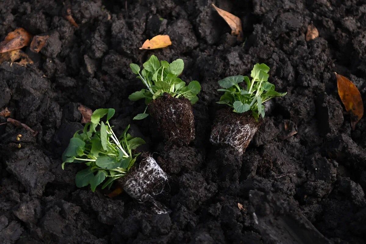     Фото: Андрей Зубов