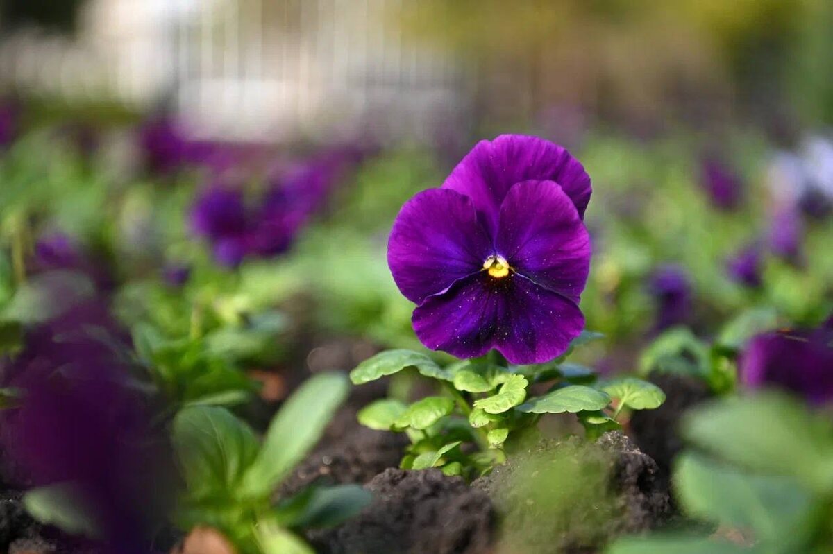     Фото: Андрей Зубов