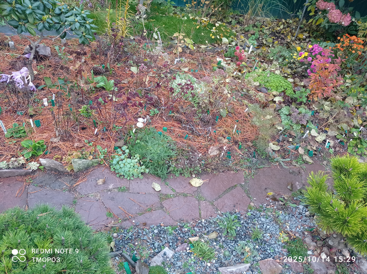 здесь очитки